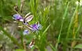 オオヒメハギPolygala sibirica