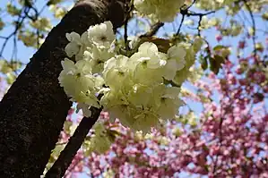 ウコン（日本花の会結城農場）