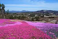 ジュピアランドひらた展望デッキからの芝桜