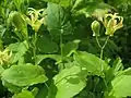 タマガワホトトギスTricyrtis latifolia