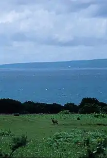 マゲシカのオスとその後方に見える種子島