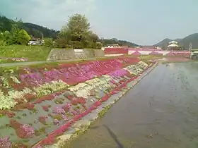 乃美の芝桜