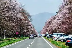 二十間道路桜並木（新ひだか町）