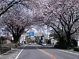 日光街道桜並木（栃木県宇都宮市）