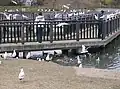 野鳥観察橋(ユリカモメとカモ類)