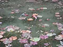 桜散るモネの池と鯉