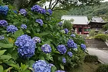 矢田寺の紫陽花