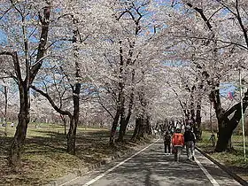 赤城南面千本桜（群馬県前橋市）