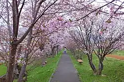 軽川緑地（軽川桜づつみ）（2014年5月）