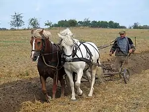 プラウをひく農耕馬（現代）