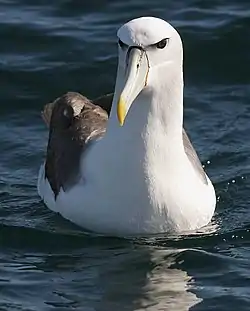 ハジロアホウドリ