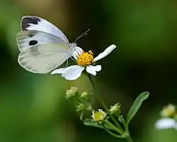 タイワンモンシロチョウ(Pieris canidia)