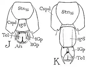 ゲジ類の末端腹面J: 雄、K: 雌