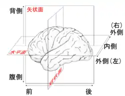 ヒト大脳における方向と平面。