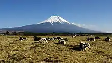 朝霧高原の牧場の風景