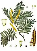 ペグノキ Acacia catechu