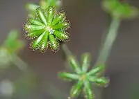 果実が成熟する前・両性花1輪残存