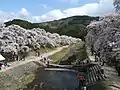 1.鮎河の桜