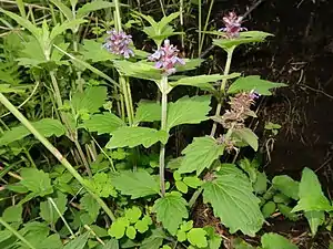 カイジンドウ（山梨県南都留郡）