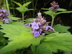 花は青紫色の唇形。苞、萼片、花冠外面、花糸上部に毛が生える。