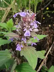 花は茎の頂部に5-8段になる花穂状の輪散花序につく。