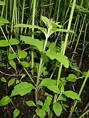 茎の基部の葉はさじ状、中部の葉は卵形から広卵形、上部は赤紫色の苞状になる。