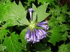 花は輪状につく。萼は5中裂し、裂片は披針形で毛が多い。花冠筒部が長い。