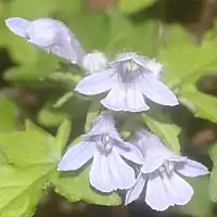 花冠に長い筒があり、上唇は2裂し、下唇は3裂する