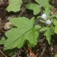 葉は5角状心形で、葉柄がある