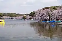 桜の兵庫県立明石公園。