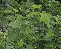 蕾を付けたウリノキ、横山岳（滋賀県長浜市）にて、2016年6月6日撮影