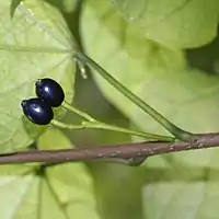 藍色の核果