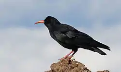 ベニハシガラスPyrrhocorax pyrrhocorax