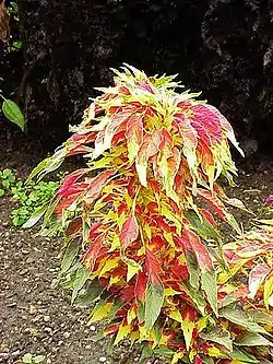 ハゲイトウ Amaranthus tricolor