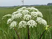 白色の小さな花を大型の複散形状に密につける。