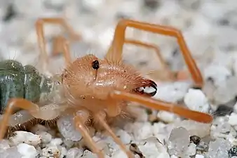 分節した前体と巨大な鋏角をもつヒヨケムシ