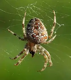 クモ目（ニワオニグモ Araneus diadematus）