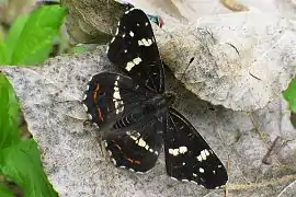 アカマダラの夏型。黒の地に白い帯が入る