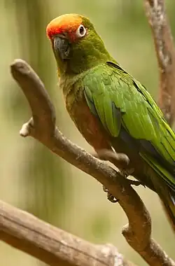 ゴシキメキシコインコ