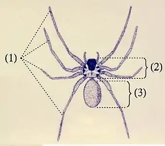 クモの体(1) 脚、(2) 前体、(3) 後体