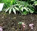 Arisaema consanguineum Schott.