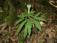 葉はふつう2個つき、葉身は鳥足状に9-13小葉に分裂し、小葉間の葉軸はやや発達しない。