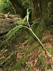 鞘状葉と偽茎部の斑紋は紫褐色をおび、偽茎部は葉柄部よりはるかに長い。