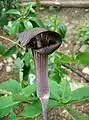 ヒトヨシテンナンショウ（Arisaema serratum var. mayebarae）