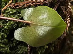 葉の裏面は無毛。