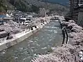 あつみ温泉街の桜並木