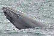 サンパウロ州・イリャベラ島のカステルハノス湾にて