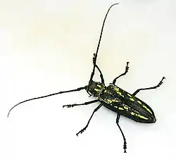 Batocera lineolata