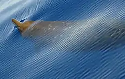 コブハクジラ