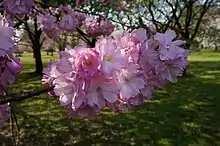 ベニユタカ（日本花の会結城農場）